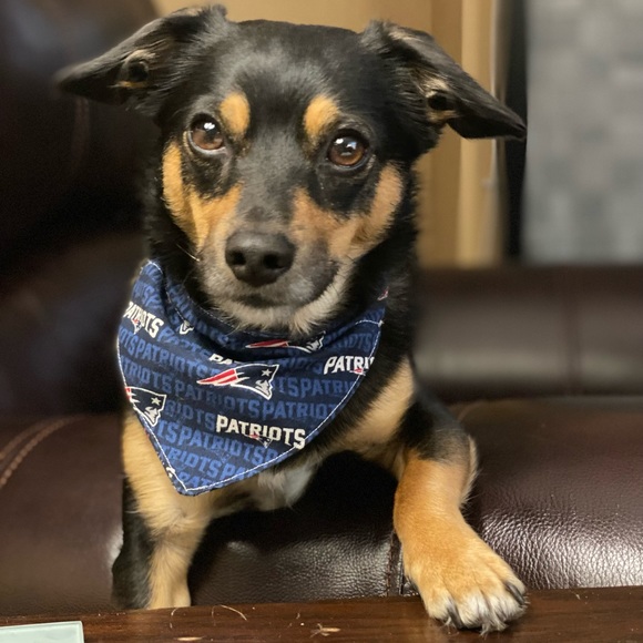 Handmade Reversible pet bandana in plaid paw print design - Picture 5 of 5